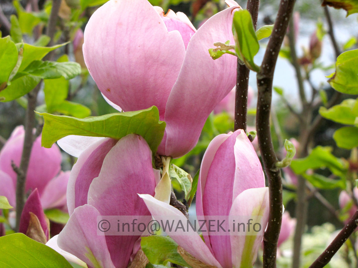 Magnolia soulangeana Lennei 04.JPG